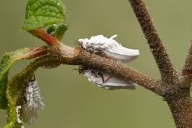 Attēlu rezultāti vaicājumam “Orthezia urticae”