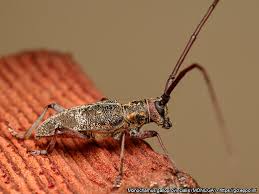 Attēlu rezultāti vaicājumam “Monochamus galloprovincialis”