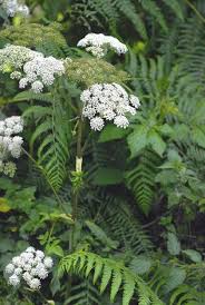 Attēlu rezultāti vaicājumam “Angelica palustris flower”