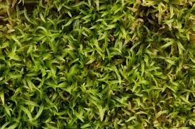 Attēlu rezultāti vaicājumam “Oxystegus tenuirostris”