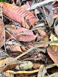 Attēlu rezultāti vaicājumam “Didymium xanthopus”