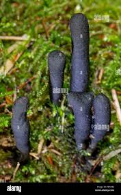 Attēlu rezultāti vaicājumam “Xylaria longipes”