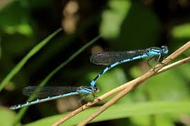 Attēlu rezultāti vaicājumam “Enallagma cyathigerum female”