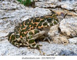 Attēlu rezultāti vaicājumam “Pseudepidalea viridis”