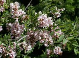 Attēlu rezultāti vaicājumam “Robinia neomexicana fruit”