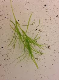 Attēlu rezultāti vaicājumam “Najas flexilis leaf”