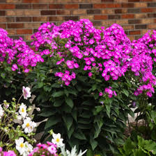 Attēlu rezultāti vaicājumam “Phlox paniculata”