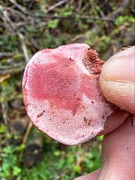 Attēlu rezultāti vaicājumam “Fomitopsis rosea”