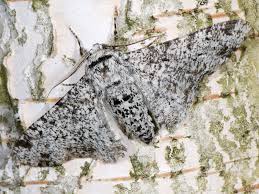 Attēlu rezultāti vaicājumam “Biston betularia”