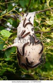 Attēlu rezultāti vaicājumam “Eriogaster lanestris larva”