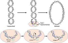Image result for the end of the t-loop structure