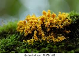 Attēlu rezultāti vaicājumam “Fuligo luteonitens macro”