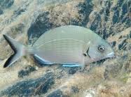 Image result for Diplodus cadenati