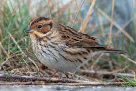 Image result for Emberiza pusilla