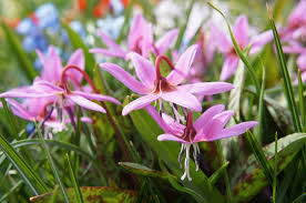 Attēlu rezultāti vaicājumam “Erythronium sibiricum”