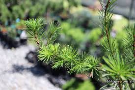 Attēlu rezultāti vaicājumam “Larix kaempferi leaf”