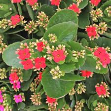 Image result for Kalanchoe blossfeldiana