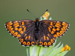 Attēlu rezultāti vaicājumam “Hamearis lucina underside”