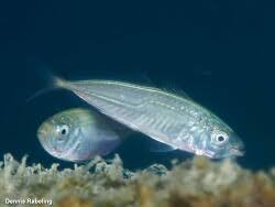 Image result for Trachurus trachurus