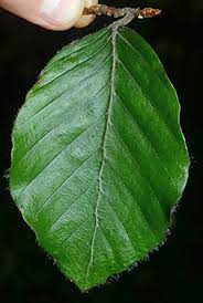 Attēlu rezultāti vaicājumam “Fagus sylvatica leaf”