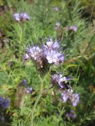 Attēlu rezultāti vaicājumam “Phacelia tanacetifolia leaf”