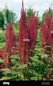 Image result for Fuchsschwanz