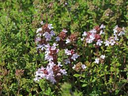 Image result for Thymian