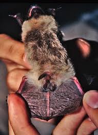 Attēlu rezultāti vaicājumam “Vespertilio murinus”