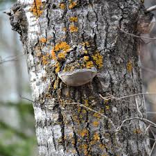 Attēlu rezultāti vaicājumam “Phellinus tremulae”