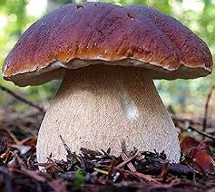 Attēlu rezultāti vaicājumam “Boletus edulis”