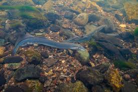 Image result for Lampetra fluviatilis