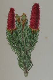 Attēlu rezultāti vaicājumam “Picea abies female flower”