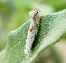 Attēlu rezultāti vaicājumam “Bucculatricidae”