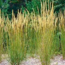 Attēlu rezultāti vaicājumam “Calamagrostis stricta”