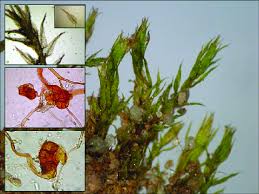 Attēlu rezultāti vaicājumam “Dicranella varia”