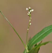 Attēlu rezultāti vaicājumam “Persicaria hydropiper”