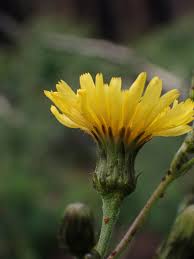 Attēlu rezultāti vaicājumam “Hieracium umbellatum flower”