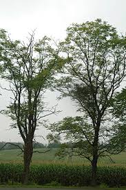 Attēlu rezultāti vaicājumam “Gymnocladus dioicus bud”