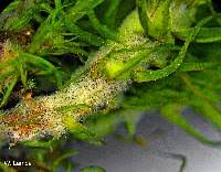 Attēlu rezultāti vaicājumam “Dicranum polysetum sporophyte”