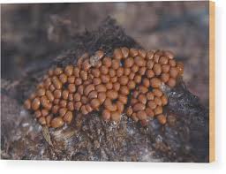 Attēlu rezultāti vaicājumam “Trichia scabra”