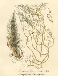 Attēlu rezultāti vaicājumam “Evernia divaricata”