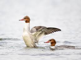 Attēlu rezultāti vaicājumam “Mergus merganser female”
