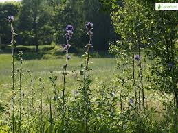 Attēlu rezultāti vaicājumam “Campanula cervicaria bud”