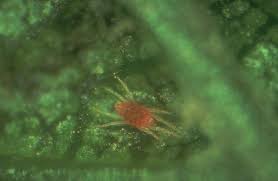 Attēlu rezultāti vaicājumam “Panonychus”