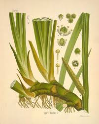 Image result for Acorus calamus