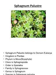 Attēlu rezultāti vaicājumam “Sphagnum palustre”