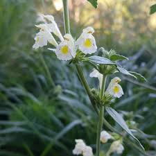 Image result for Galeopsis segetum