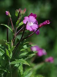 Attēlu rezultāti vaicājumam “Epilobium hirsutum”