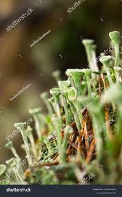 Attēlu rezultāti vaicājumam “Cladonia pyxidata”