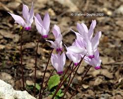 Attēlu rezultāti vaicājumam “Primulaceae”